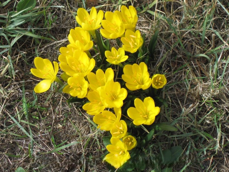 Sternbergia (Autumn Daffodil)